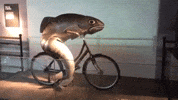 fish bicycle GIF by Electric Cyclery