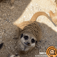 Look What GIF by SWR Kindernetz