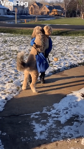 Dog Hugs Boy When He Gets Home 