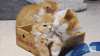 cute kitten GIF