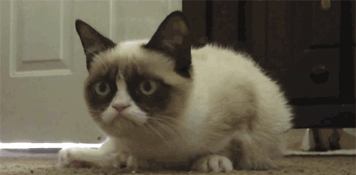 cat GIF