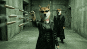 Dogegf Matrix GIF by DogeGF