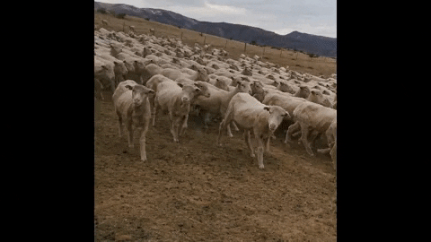 acetonicdotnet giphyupload shooting sheep merino GIF