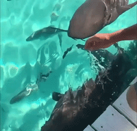 Brave Woman Pets Sharks