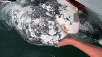 Gray Whale Whiskers
