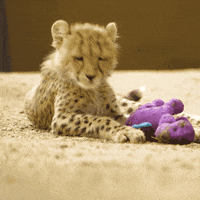 baby animals play GIF by San Diego Zoo