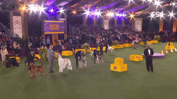 Winner Of 2022 Hound Group