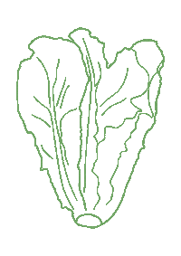 Lettuce Veggie Patch Sticker by Common Stitch