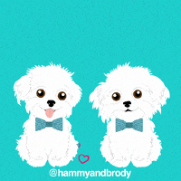 Oh My Goodness Omg GIF by HammyandBrody