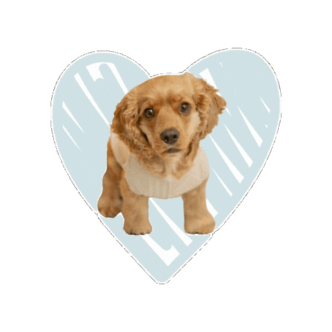 Campcockertyke Sticker by Camp Cocker Rescue