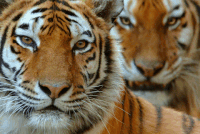 Princeton Tigers GIF by WWF Bulgaria