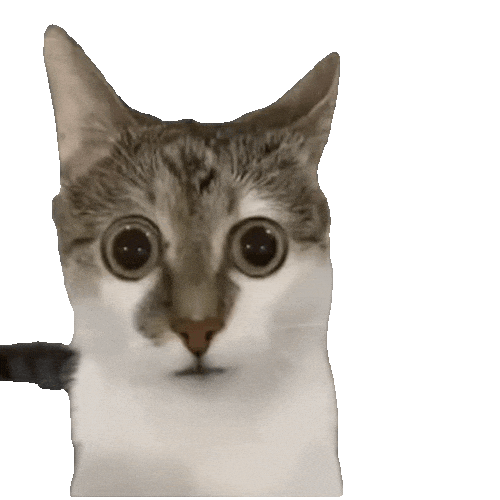 Shocked Cat Sticker