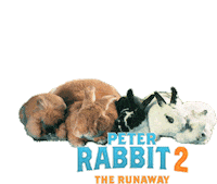 Look Bunny Sticker by Peter Rabbit Movie