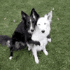 dog hug GIF