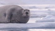 NHMLAC reaction hi nature react GIF