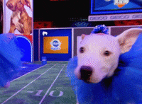 Animal Planet GIF by Puppy Bowl