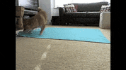dog roll over GIF