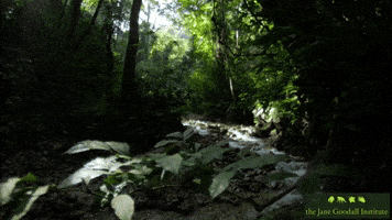 JaneGoodallInst beauty nature forest wildlife GIF