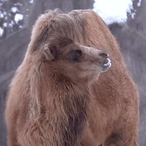 Camel Chews on Snow as Zoo Animals Enjoy Cold Weather