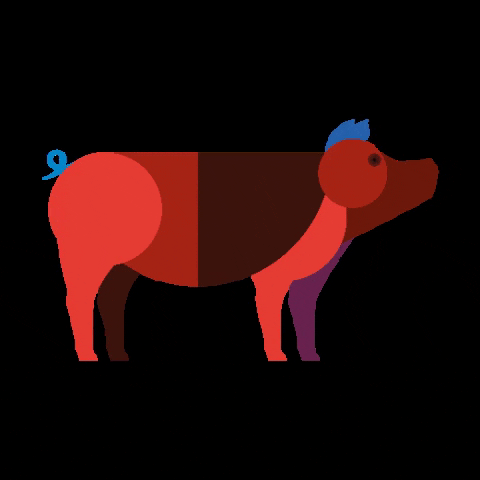 Pig Varken GIF by Koopeenkoe