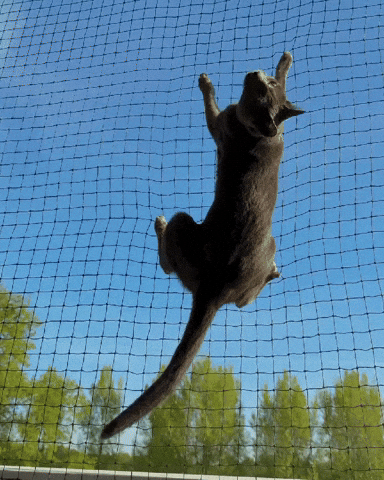 Funny Cat Hanging In There GIF