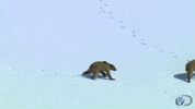 spring bears GIF