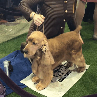 dog show dogs GIF by Westminster Kennel Club