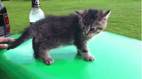 Video gif. Standing on top of a green surface next to a Mike's Hard Lemonade bottle, a gray kitten flops forward over its front legs and falls to its side.