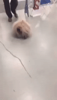Fluffy Dog Shows Off Amazing Mane