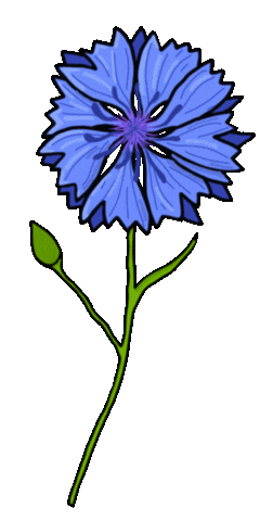 Realtalkw_celi giphyupload summer flower sommer Sticker