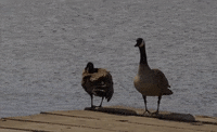 alaska anchorage GIF