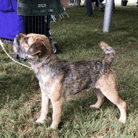 Excuse Me Dog GIF by Westminster Kennel Club
