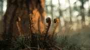 smoke forest GIF by Living Stills