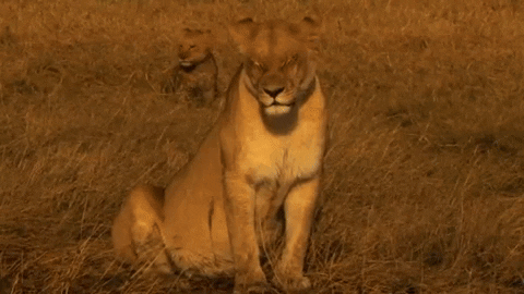 cuteanimalland giphyupload GIF