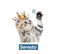 Cat Love Sticker by Seresto_ES