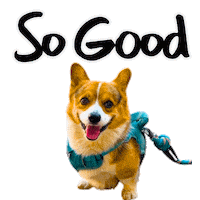 Corgi Milo Sticker