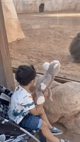 Baboons Mistake Monkey Toy as Their Own at Moroccan Zoo