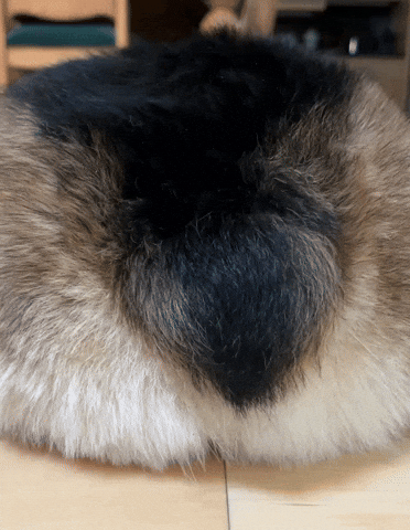Dog Peach GIF
