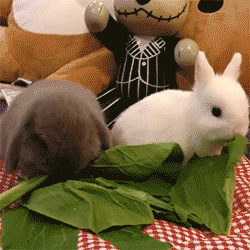 party lettuce GIF