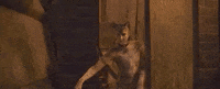 Cats 2019 GIF by Vulture.com