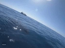 Australian Man Captures Incredible Underwater Footage of Whales