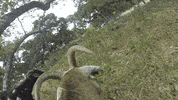 puns goats GIF by Science Friday