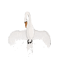 thearchivestore art illustration swan archivestore Sticker
