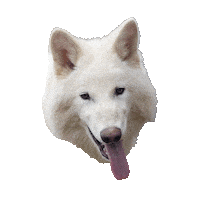 Dire Wolf Fun Sticker by Colossal