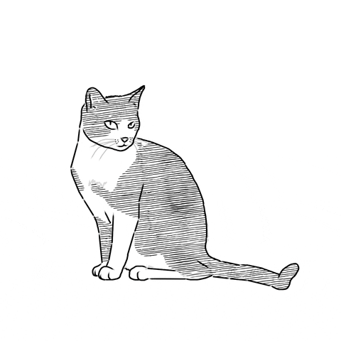 Cat Draw GIF