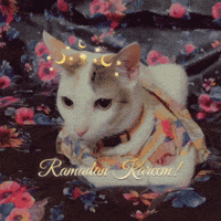 Cat GIF