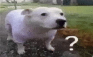 Dog What GIF