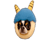 Chihuahua Bm Sticker