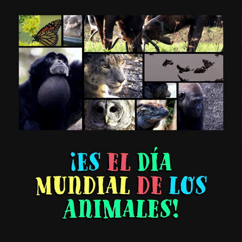 ¡Es el Día Mundial de los Animales! 