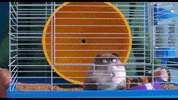 Cat Lol GIF by The Secret Life Of Pets